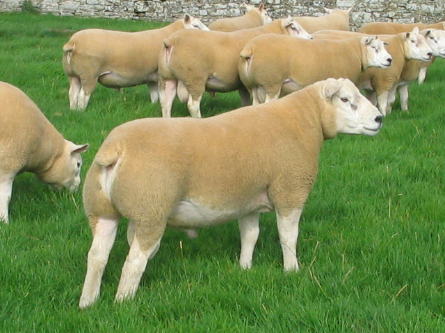 CORNHILLS TEXELS