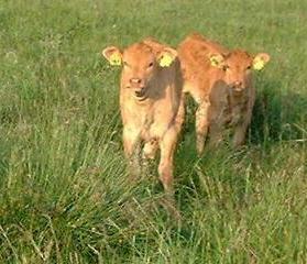 Northumberlandfarmhouse calves with ear tags