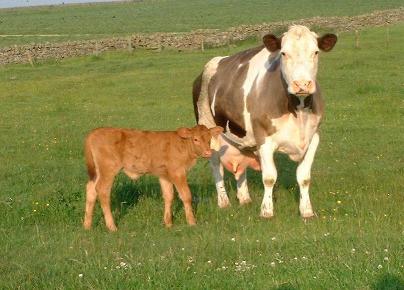 Northumberlandfarmhouse new born calf