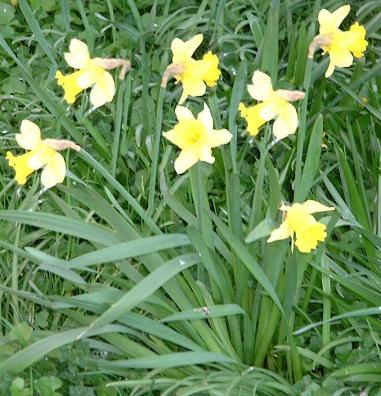 Northumberlandfarmhouse daffodils