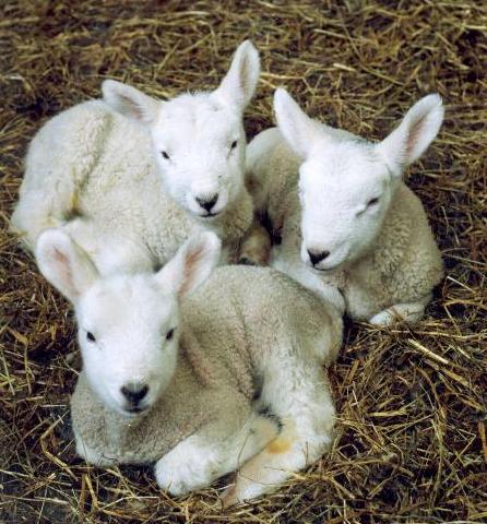 Northumberlandfarmhouse lambing