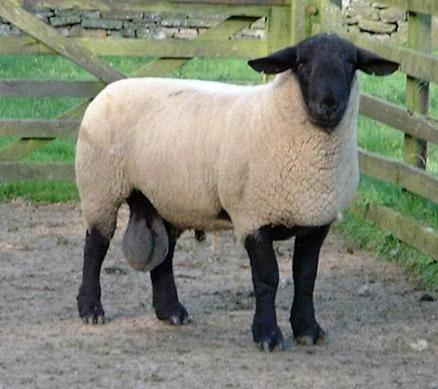 Northumberlandfarmhouse Suffolk tup